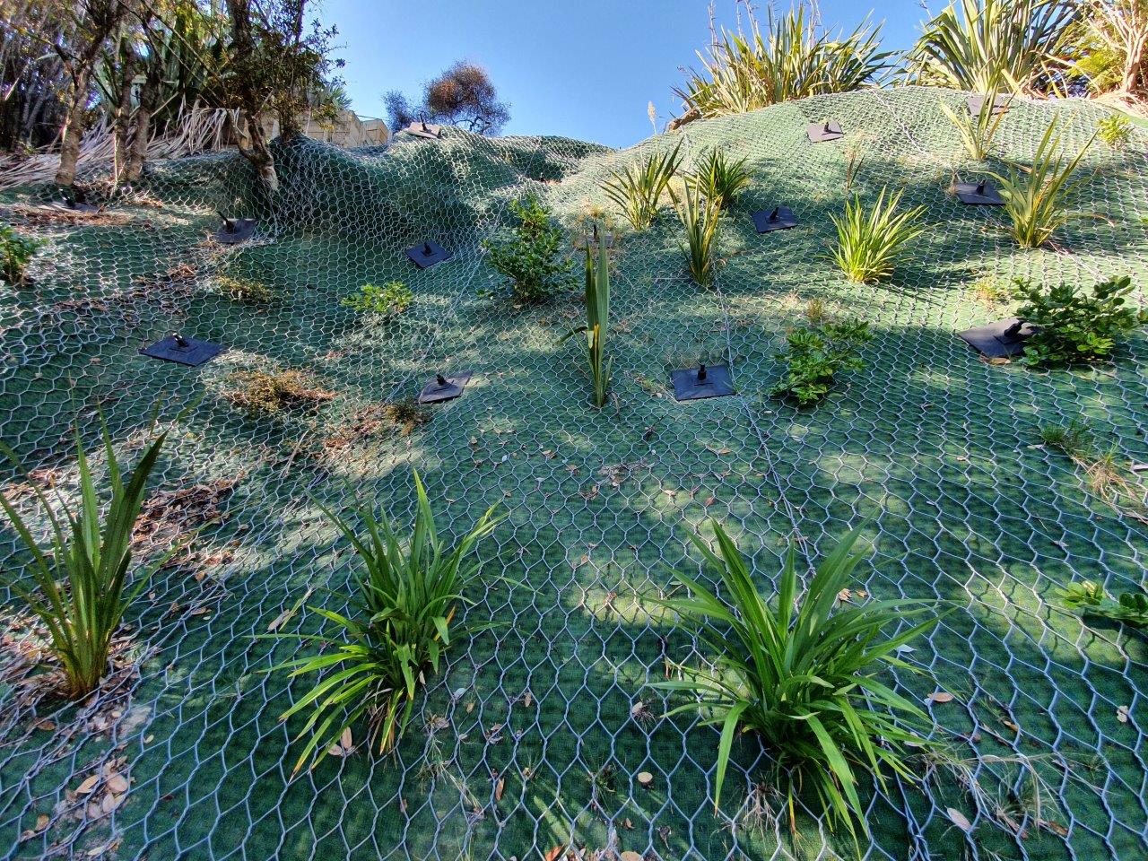 Planted and meshed coastal slope