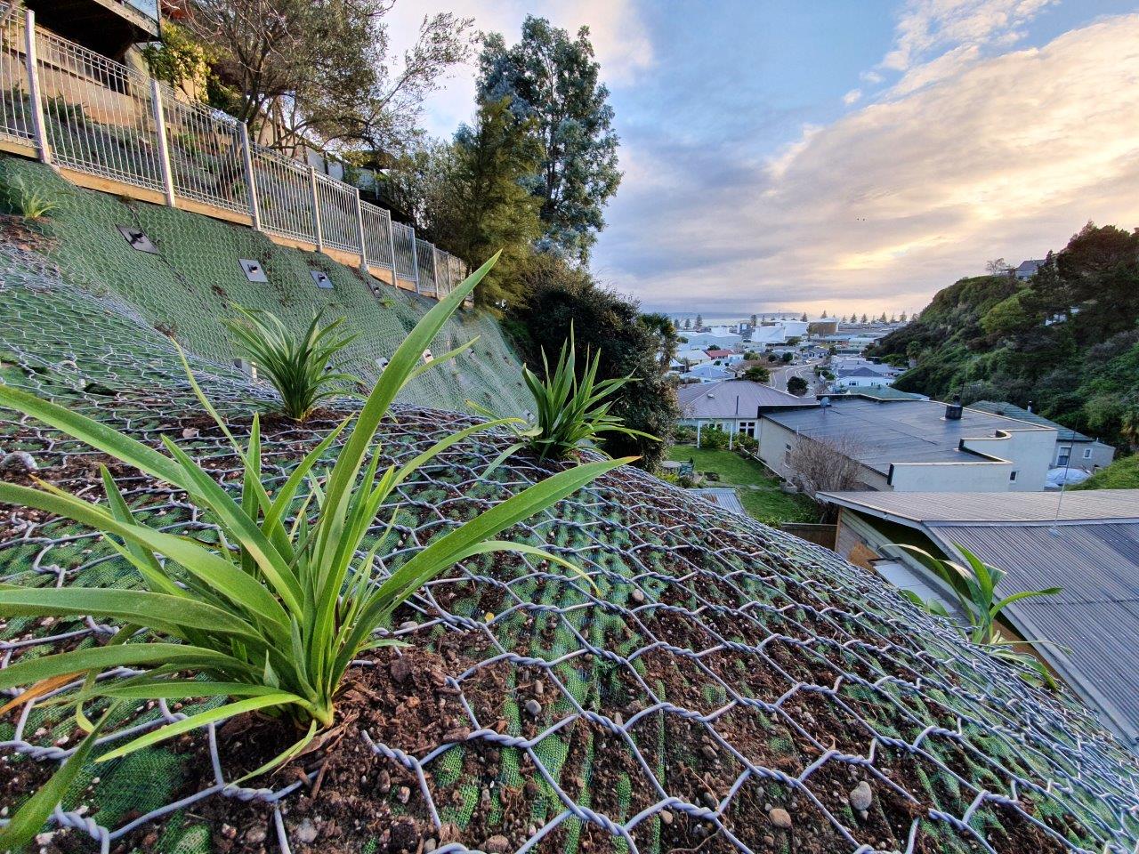 Anchored and planted slope overlooking the coast at sunset